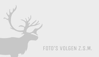 Volvo V60 T4 Business Sport | Rijklaarprijs | Leer | Trekhaak | Open dak